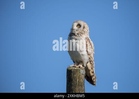 Jeune hibou à oreilles courtes, Yorkshire Dales Banque D'Images