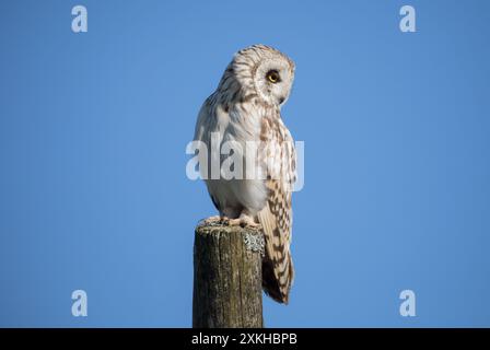 Jeune hibou à oreilles courtes, Yorkshire Dales Banque D'Images