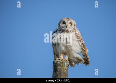 Jeune hibou à oreilles courtes, Yorkshire Dales Banque D'Images