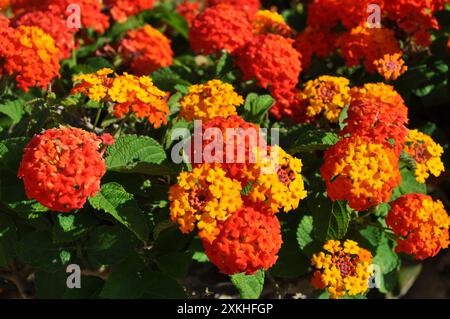 Lantana Camara, drapeau espagnol, détail d'arbuste à feuilles persistantes avec des grappes de fleurs dans des tons vibrants de rouge, jaune et orange Banque D'Images