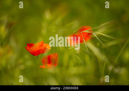 Paysage défocalisé de coquelicots avec des brindilles de blé dans la prairie. Banque D'Images