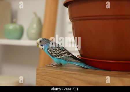 Perroquet pour animaux de compagnie. Beau budgerigar assis sur une table en bois à la maison Banque D'Images