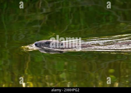 Castor eurasien / castor européen (fibre de ricin) nageant dans le ruisseau en été Banque D'Images