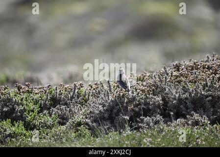 Vue arrière d'un Skylark eurasien (Alauda arvensis) avec la tête tournée vers la caméra, prise en broussailles près de Coast sur l'île de Man, Royaume-Uni en mai Banque D'Images