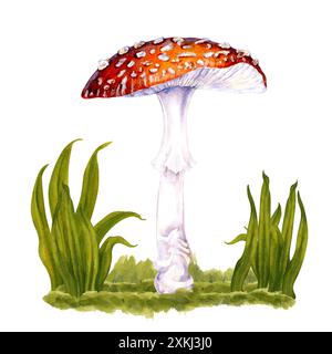 Agarique botanique à mouches venimeuses à coiffe rouge dessiné à la main avec des taches blanches dans l'herbe verte. Illustration d'Amanita. Champignons aquarelle pour la conception forestière Banque D'Images