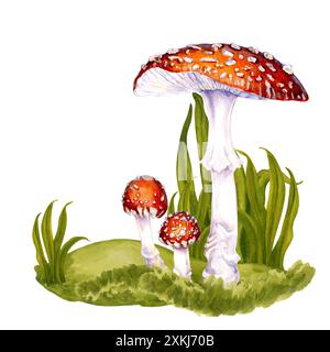 Trois agariques à la mouche venimeuses tirées à la main parmi l'herbe verte sur une pelouse dans la forêt. Illustration botanique aquarelle de mouche agarique pour la nourriture, dri Banque D'Images