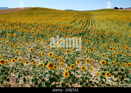 Vastes champs de tournesols en pleine floraison à Oteiza, Navarre, présentant des fleurs jaunes vibrantes sous un ciel bleu clair. Banque D'Images