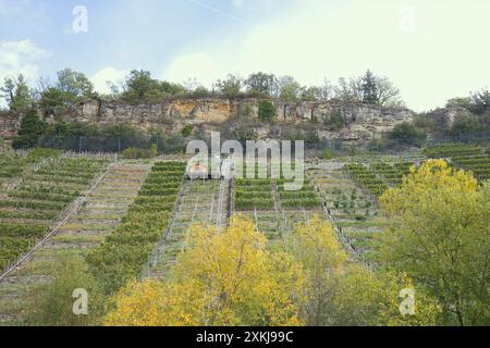 Les jardins rocheux de Hessigheim avec leurs vignobles sont situés sur les rives de la rivière Neckar. Banque D'Images