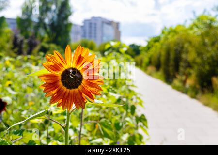 Bourdon pollinisant un tournesol sur un pré de tournesol et de fleurs sauvages planté par un chemin piétonnier dans une ville (Park Pięciu Sióstr, Varsovie, Pologne) Banque D'Images