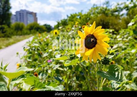 Bourdon pollinisant le tournesol sur un pré de tournesol / fleurs sauvages planté entre piétons et piste cyclable dans une ville (Parc Pięciu Sióstr, Varsovie Banque D'Images