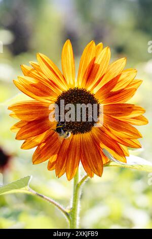 Bourdon pollinisant un tournesol sur une prairie de tournesol et de fleurs sauvages dans une ville (Park Pięciu Sióstr, Varsovie, Pologne) Banque D'Images