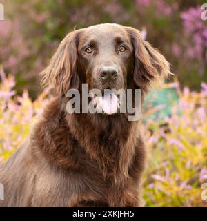 retriever flasque assis en bruyère Banque D'Images