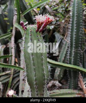 Gros plan d'un Cactus Columnar cereus avec deux fleurs en fleurs et deux boutons floraux à Oahu, Hawaï, États-Unis Banque D'Images