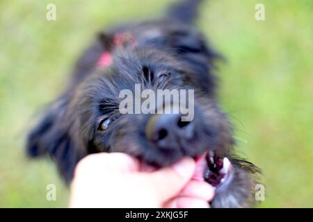 Chiot chien noir prend plaisir de la main du propriétaire, animal de compagnie gratifiant, l'été en plein air Banque D'Images