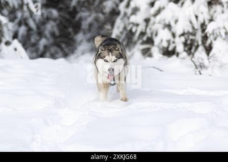 Chien secouant la neige. Husky drôle dans la forêt d'hiver Banque D'Images