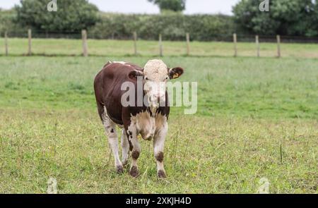 Hereford Bull veau Banque D'Images