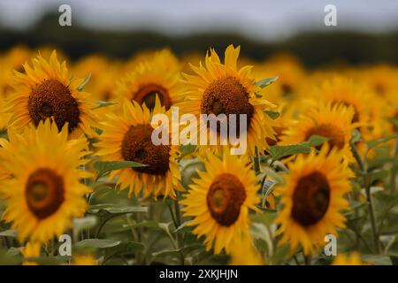 Mohnblumen blühen Sonnenblumen blühen am 13.Juli 2024 auf einem Feld BEI Potsdam in Brandebourg. Potsdam Brandenburg Deutschland FH0A9497 *** coquelicots floraison tournesols fleurissant le 13 juillet 2024 dans un champ près de Potsdam dans le Brandebourg Potsdam Brandenburg Allemagne FH0A9497 Banque D'Images