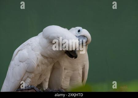 Une paire de parapluie blanc Cockatoo perroquet se toilettant l'un l'autre. Banque D'Images