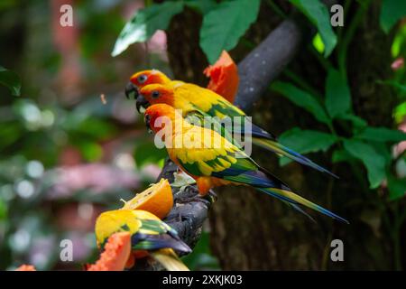 Une photo de perroquet de conure de soleil dans le cadre de la jungle Banque D'Images