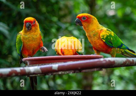 Une photo de perroquet de conure de soleil dans le cadre de la jungle Banque D'Images