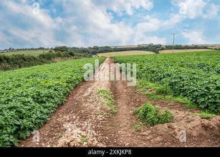 Domaine de la pomme de terre Banque D'Images