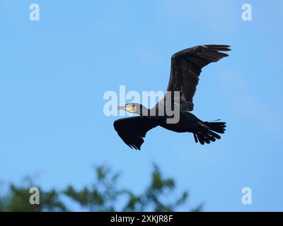 Le nombre continue de s'accumuler à la fin de l'été au toit local pour les cormorans. Banque D'Images