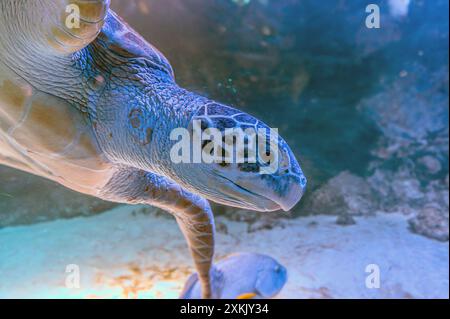 Photo de tortue de mer dans l'île des Galapagos. Tortue de mer verte nageant paisiblement le long du fond marin dans les eaux peu profondes juste à côté de la plage. Swimmin Banque D'Images