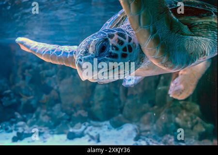 Photo de tortue de mer dans l'île des Galapagos. Tortue de mer verte nageant paisiblement le long du fond marin dans les eaux peu profondes juste à côté de la plage. Swimmin Banque D'Images