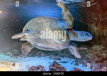 Photo de tortue de mer dans l'île des Galapagos. Tortue de mer verte nageant paisiblement le long du fond marin dans les eaux peu profondes juste à côté de la plage. Swimmin Banque D'Images