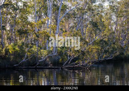 Des arbres surplombent les Everglades de Noosa dans le Queensland, en Australie Banque D'Images