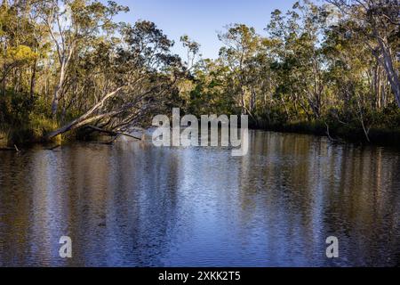 Des arbres surplombent les Everglades de Noosa dans le Queensland, en Australie Banque D'Images