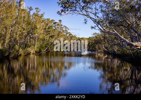 Des arbres surplombent les Everglades de Noosa dans le Queensland, en Australie Banque D'Images