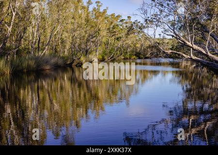 Des arbres surplombent les Everglades de Noosa dans le Queensland, en Australie Banque D'Images