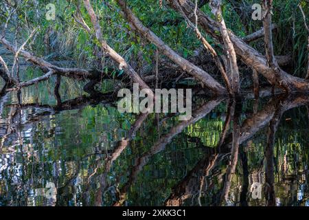 Des arbres surplombent les Everglades de Noosa dans le Queensland, en Australie Banque D'Images