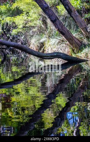 Des arbres surplombent les Everglades de Noosa dans le Queensland, en Australie Banque D'Images