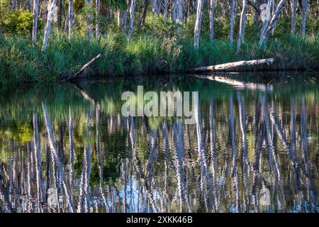 Des arbres surplombent les Everglades de Noosa dans le Queensland, en Australie Banque D'Images