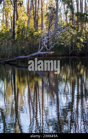 Des arbres surplombent les Everglades de Noosa dans le Queensland, en Australie Banque D'Images