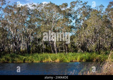 Des arbres surplombent les Everglades de Noosa dans le Queensland, en Australie Banque D'Images
