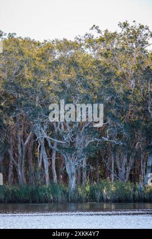 Des arbres surplombent les Everglades de Noosa dans le Queensland, en Australie Banque D'Images