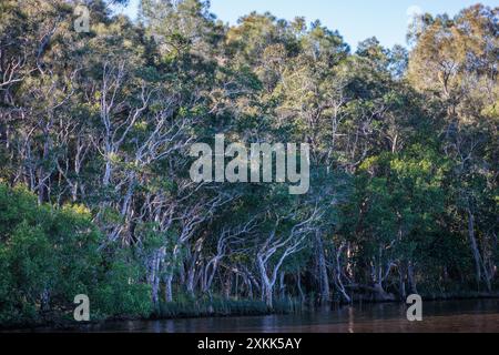 Des arbres surplombent les Everglades de Noosa dans le Queensland, en Australie Banque D'Images