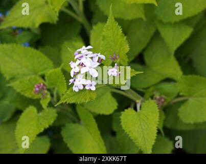 L'honnêteté éternelle, Lunaria rediviva, Brassicaceae. Europe. Banque D'Images