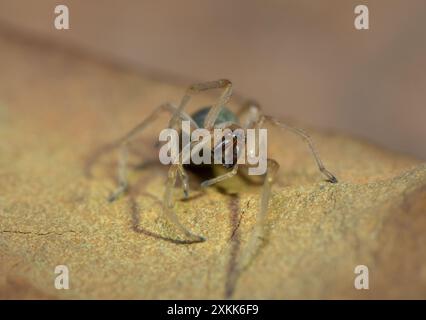 Une araignée venimeuse (Cheiracanthium sp.) sur un rocher Banque D'Images