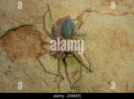 Une araignée venimeuse (Cheiracanthium sp.) sur un rocher Banque D'Images