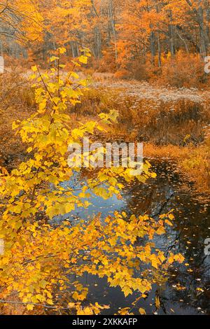 Feuillage et ruisseau à Bear Brook State Park près de la ville de Manchester en automne, comté de Merrimack, New Hampshire, Nouvelle-Angleterre, côte est, ÉTATS-UNIS Banque D'Images