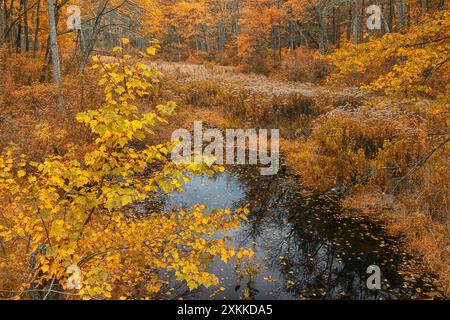 Feuillage et ruisseau à Bear Brook State Park près de la ville de Manchester en automne, comté de Merrimack, New Hampshire, Nouvelle-Angleterre, côte est, ÉTATS-UNIS Banque D'Images