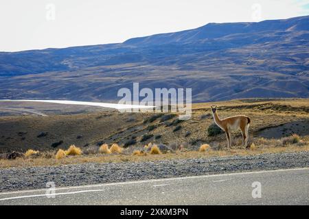 11.03.2024, Argentine, Patagonie, El Calafate - Guanacos le long de la route peu fréquentée entre El Calafate et El ChaltÈn. Le guanaco, également connu sous le nom de A. Banque D'Images