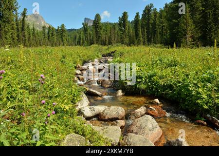 Un petit ruisseau avec un fond rocheux qui coule des montagnes traverse une large clairière avec de hautes herbes entourée de forêts de conifères. Malaya Buiba Ri Banque D'Images