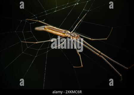 Araignée jaune à longues pattes, araignée Tetragnatha montana sur le web. Banque D'Images