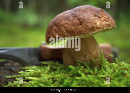 Le champignon de la famille des Boletaceae, communément appelé un chignon ou cèp devant un couteau à lame incurvée, capture la beauté de la nature ainsi que Banque D'Images