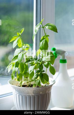 Plante de basilic prospère dans un pot blanc placé sur un rebord de fenêtre ensoleillé avec un vaporisateur à proximité pour arroser. Banque D'Images